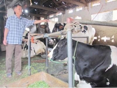 Liên kết khâu yếu trong chăn nuôi bò sữa
