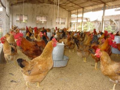 Ứng dụng quy trình chăn nuôi gà thịt đạt tiêu chuẩn VietGAP