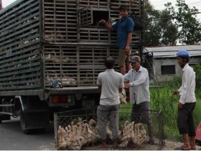 Định hướng phát triển chăn nuôi tập trung