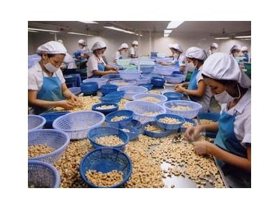 Xuất khẩu điều sẽ vượt mốc 2 tỷ USD
