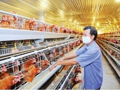 Gỡ chính sách ngành chăn nuôi đứng trên sân nhà