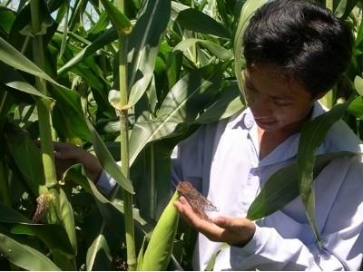 Chuyển đổi đất lúa kém hiệu quả ở ĐBSCL