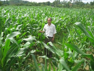 Chuyển đổi trồng ngô trên đất lúa thiếu nước