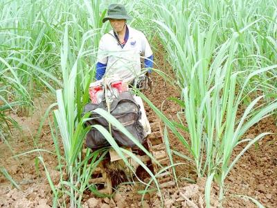 Chuyển đổi cơ cấu cây trồng ở Cù Lao Chàm