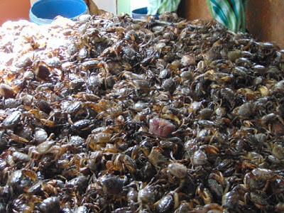 Đặc sản cua đồng mùa nước nổi giá cao vẫn cháy hàng