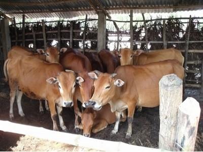 Phát triển đàn bò theo hướng Zebu hóa