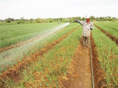 Khơi dậy tiềm năng kinh tế của đất giồng cát