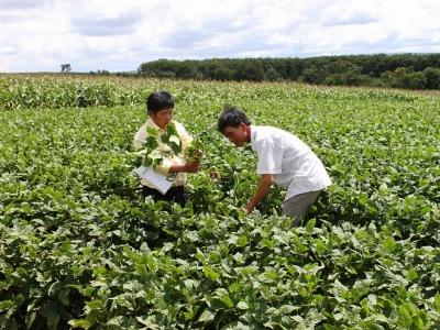 Phục tráng thành công đậu nành thuần chủng Cư Jút