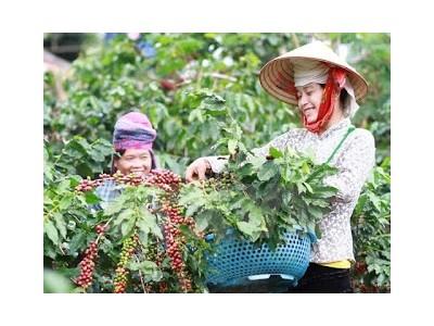 Diện tích cà phê, hồ tiêu tại Đắk Lắk vượt xa so quy hoạch