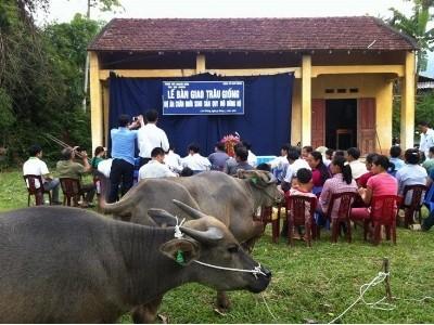 Dự án chăn nuôi trâu sinh sản mở hướng cải tạo tầm vóc đàn trâu địa phương