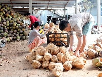 Giá dừa khô tăng mạnh