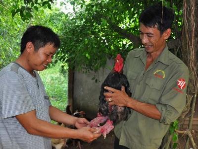 Làm sao để giống gà Đông Tảo không bị ăn cắp ra nước ngoài