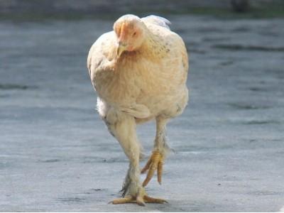 Lạ đời giống gà ta có lông mọc dưới chân