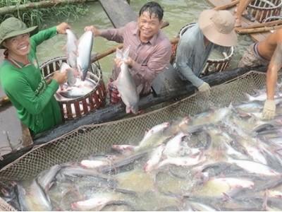 Giá cá tra dao động theo chiều hướng giảm