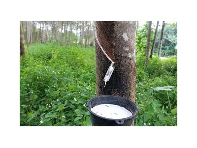 Giá cao su Tocom tăng trở lại 1,5%