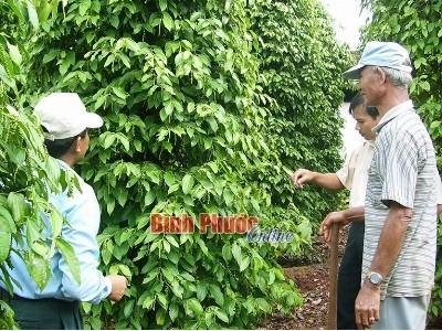 Giá hồ tiêu vẫn cao đến cuối năm 2015