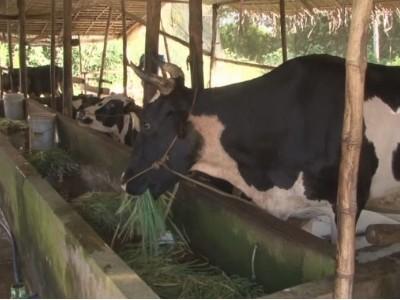 Hiệu quả kỹ thuật gieo tinh nhân tạo cho Bò sữa bằng tinh phân biệt giới tính