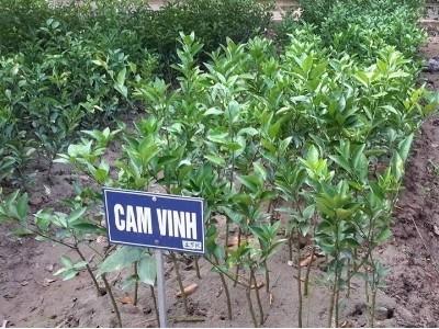 Cấp hơn 8 nghìn cây giống cam Vinh cho nông dân