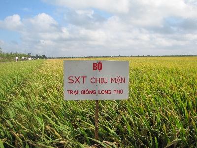Đánh giá bộ giống lúa chịu mặn