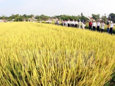 Đưa các giống lúa chất lượng cao vào sản xuất