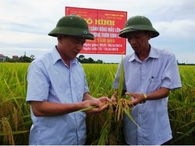 Cánh đồng mẫu lớn Hương thơm Kinh Bắc