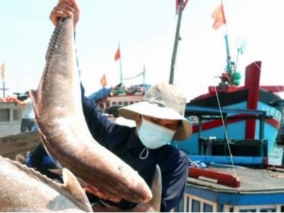 Hải sản miền Trung lại điệp khúc được mùa, rớt giá