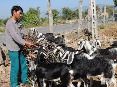 Hỗ trợ thức ăn giải pháp tích cực bảo bệ đàn gia súc vượt qua hạn hán