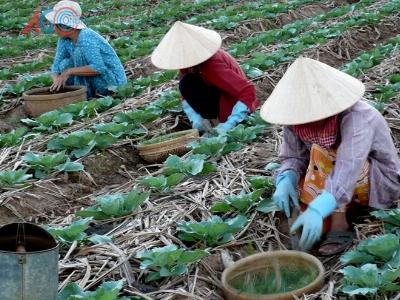 Hướng đi mới cho vùng chuyên canh rau màu