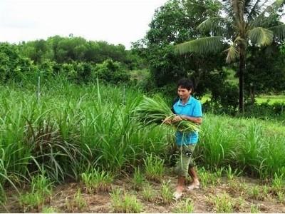 Trưởng làng gương mẫu, làm kinh tế giỏi