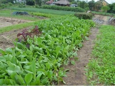 Phập phồng làng rau Trà Quế