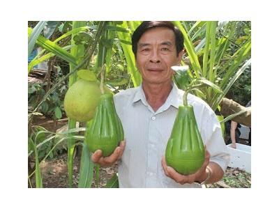 Liên kết làm giàu nông dân liên kết tạo hình bưởi