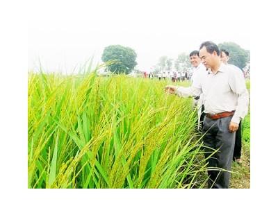 Tính kế sách mới cho ngành lúa gạo Việt Nam