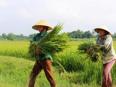 Thiếu nước, hàng trăm ha lúa không kết hạt