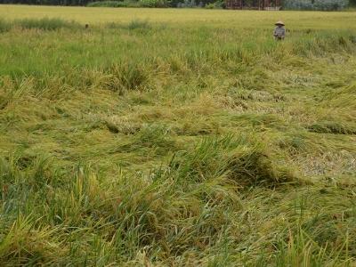 Hơn 3.400 ha lúa bị ngập úng