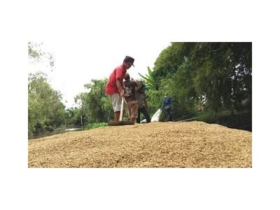 Sau trúng thầu, VFA nâng giá sàn xuất khẩu gạo