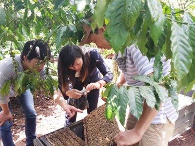 Đưa nông sản ế lên mạng