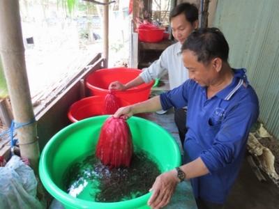 Phát triển mô hình nuôi lươn sinh sản