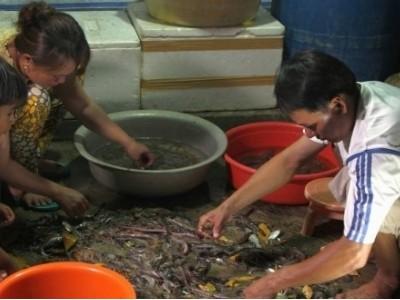 Sớm ban hành quy định nuôi tôm rừng có chứng nhận quốc tế