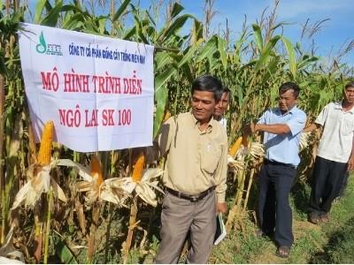 Mô hình bắp lai SK100 năng suất đạt 83 tạ/ha