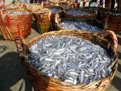 Ngư dân huyện U Minh được mùa cá cơm