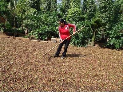 Nâng cao chất lượng chế biến cà phê