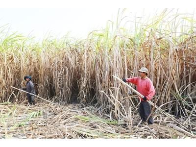 Người trồng mía mong được hỗ trợ cụ thể