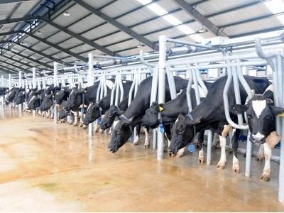 Sẽ bán cổ phần nhà máy sữa bò cho nông dân