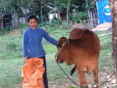 Muốn nhận bò hỗ trợ phải nộp tiền đối ứng