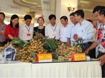 Hưng Yên mở rộng diện tích sản xuất nhãn lồng theo quy trình VietGap