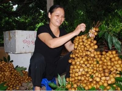 Nhãn chín muộn Hà Nội