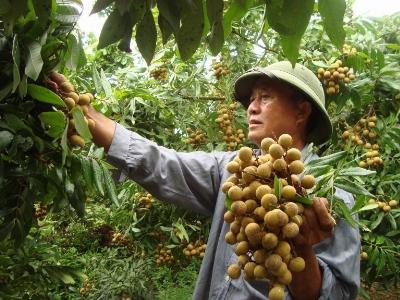 Trĩu quả nhãn muộn Yên Thế - Bắc Giang