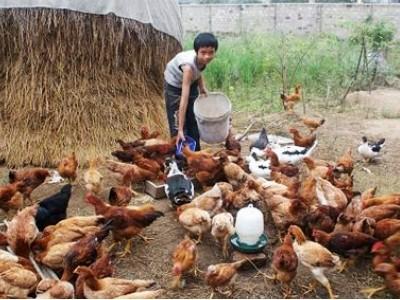 Hiệu quả từ mô hình nuôi gà an toàn sinh học ở huyện Cư Kuin