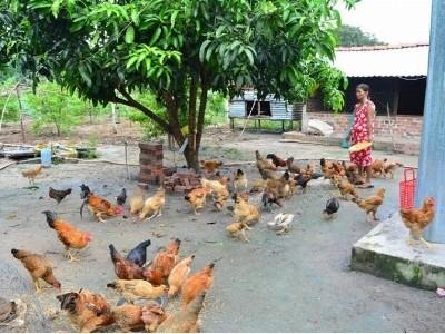 Nuôi gà trên đệm lót sinh học làm giảm ô nhiễm môi trường
