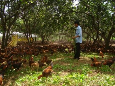 Tập huấn ngoài mô hình chăn nuôi gà thả vườn